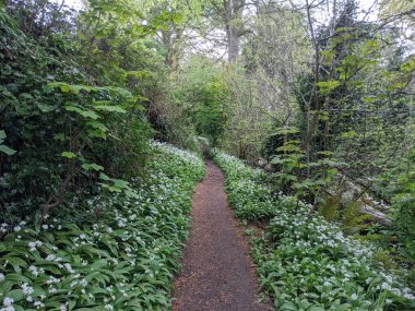 Yeşil bahar ormanında güzel bir patika