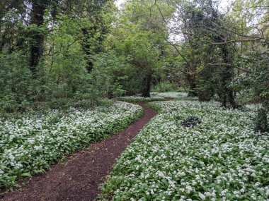 Yeşil bahar ormanında güzel bir patika