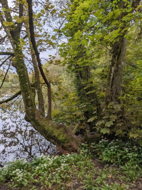 Ağaçları, yeşil bitkileri ve deresi olan bir orman manzarası. 