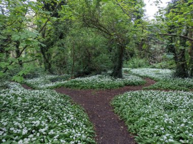 Yeşil bahar ormanında güzel bir patika