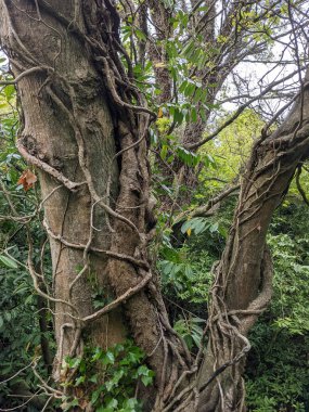 Bir ormanda kökleri olan ağaç gövdeleri.