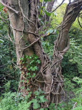 Bir ormanda kökleri olan ağaç gövdeleri.