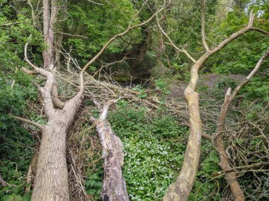 Ormanda devrilmiş ağaçlar