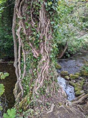 Bir ormanda kökleri olan ağaç gövdeleri.