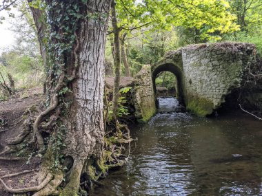 Ormandaki bir derenin üzerindeki eski taş köprü. 