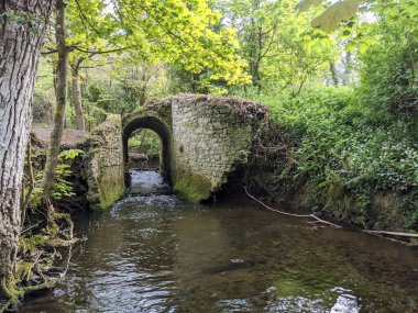 Ormandaki bir derenin üzerindeki eski taş köprü. 