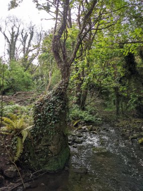 Ağaçları, yeşil bitkileri ve küçük bir deresi olan bir orman manzarası. 