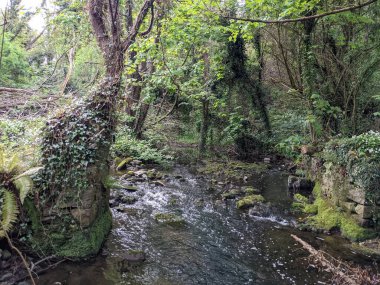 Ağaçları, yeşil bitkileri ve küçük bir deresi olan bir orman manzarası. 