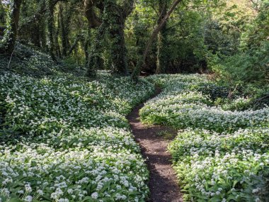 Yeşil bahar ormanında güzel bir patika
