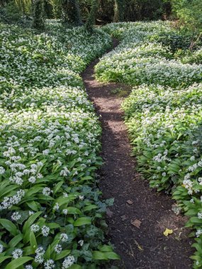 Yeşil bahar ormanında güzel bir patika