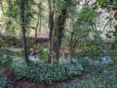 Bahar ormanında yabani çiçekler açıyor.