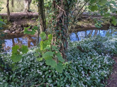 Bahar ormanında yabani çiçekler açıyor.