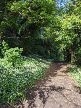Yeşil bahar ormanında güzel bir patika