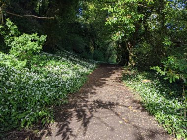 Yeşil bahar ormanında güzel bir patika