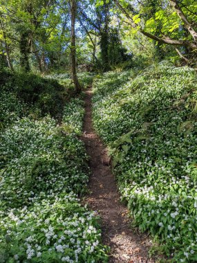 Yeşil bahar ormanında güzel bir patika