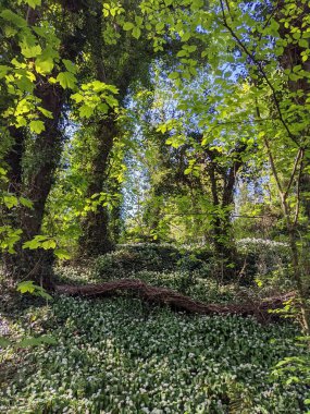 Yeşil yemyeşil ormanın güzel manzarası 