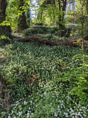 Bahar ormanında yabani çiçekler açıyor.