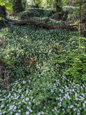 Bahar ormanında yabani çiçekler açıyor.