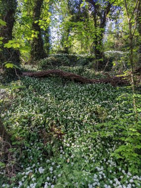 Bahar ormanında yabani çiçekler açıyor.