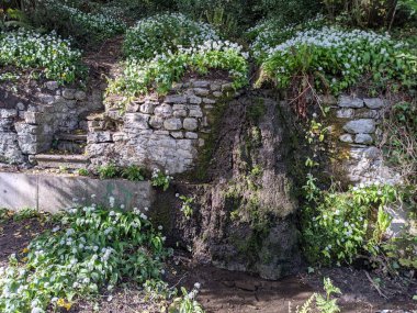 Beyaz çiçekli eski taş duvar 