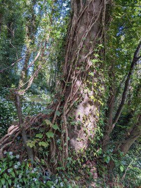 Bir ormanda kökleri olan ağaç gövdeleri.