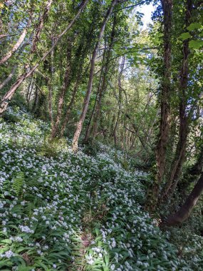Bahar ormanında yabani çiçekler açıyor.