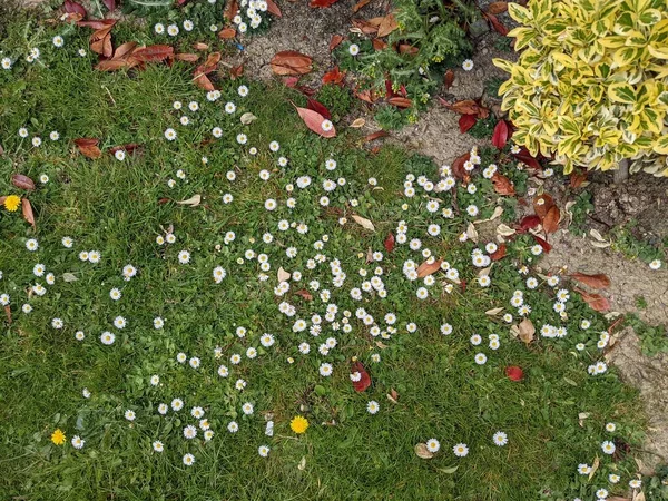 小さな花と緑の芝生 — ストック写真