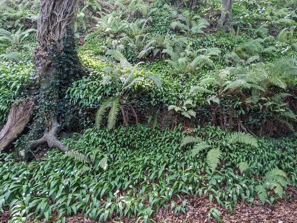 Ormanda ağaçlar ve eğrelti otları olan güzel bir manzara.