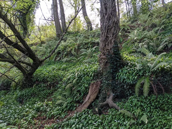 Krásný Výhled Stromy Kapradinami Lese — Stock fotografie