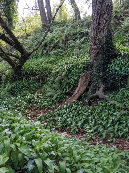 Ormanda ağaçlar ve eğrelti otları olan güzel bir manzara. 