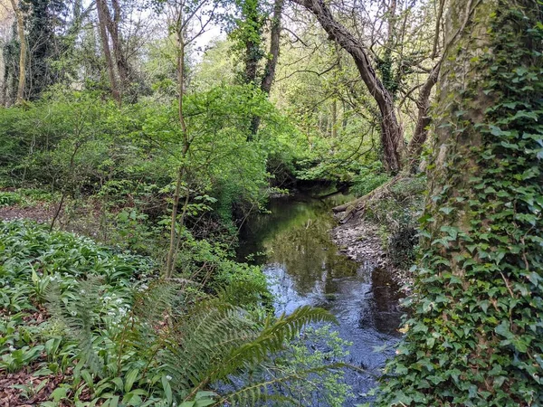 Yeşil yemyeşil ormandaki bataklık  