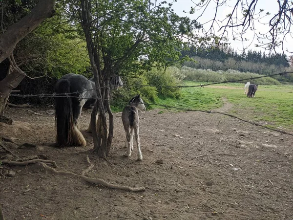 Beautiful White Black Tinker Horse Its Cub Walking Free Yard — 图库照片