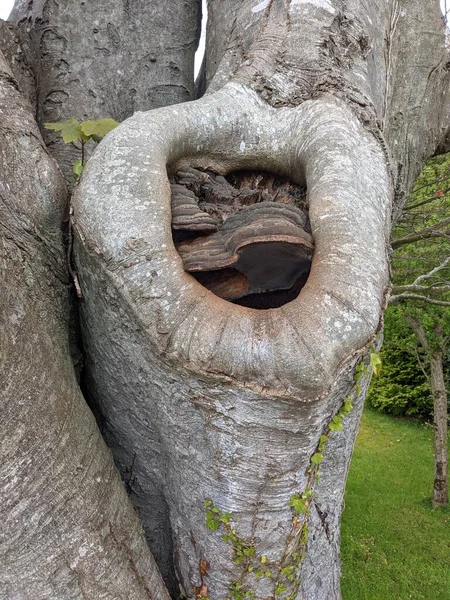 Velho Oco Tronco Árvore Perto — Fotografia de Stock