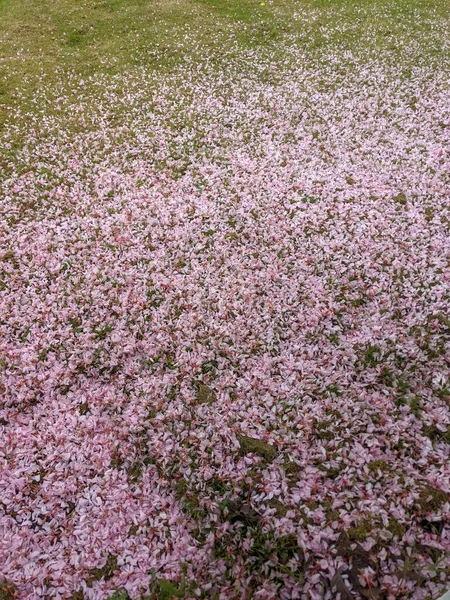 Sakura Blütenblätter Auf Dem Korn Park — Stockfoto