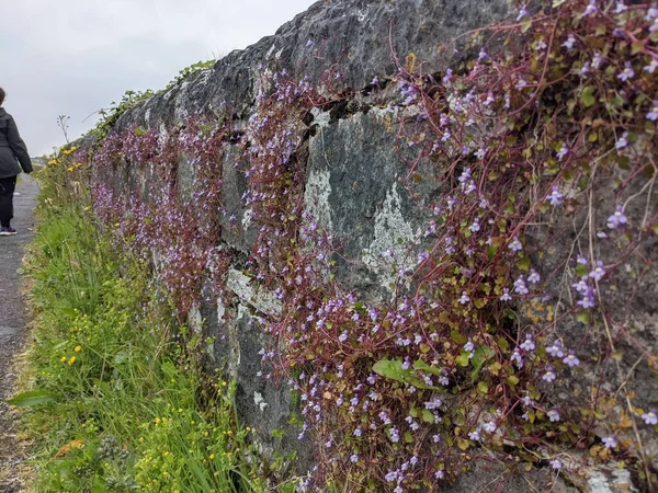 View Plants Sprouting Old Stone Wall — Stock Photo, Image
