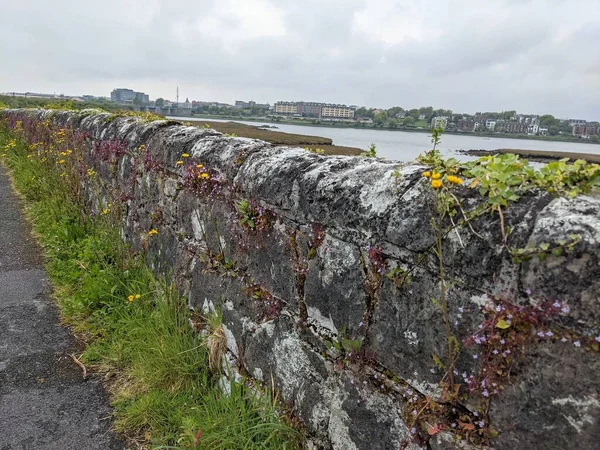 Uitzicht Planten Ontkiemen Oude Stenen Muur — Stockfoto