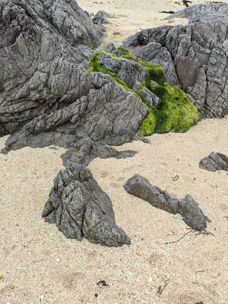 Deniz kıyısında yeşil yosunlu kayalar