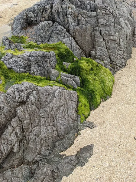 Rocks Green Moss Seashore — Zdjęcie stockowe