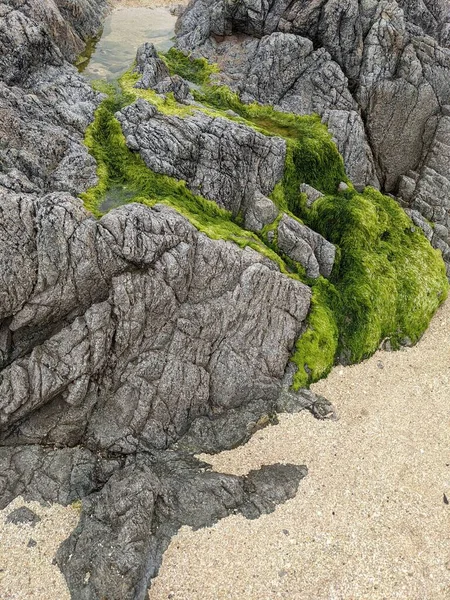 Rocks Green Moss Seashore — Stok fotoğraf