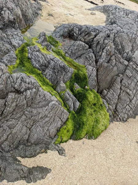 Deniz kıyısında yeşil yosunlu kayalar