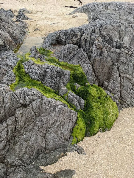 Deniz kıyısında yeşil yosunlu kayalar