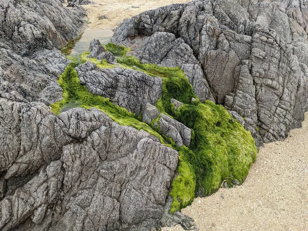 Rocks Green Moss Seashore — Φωτογραφία Αρχείου