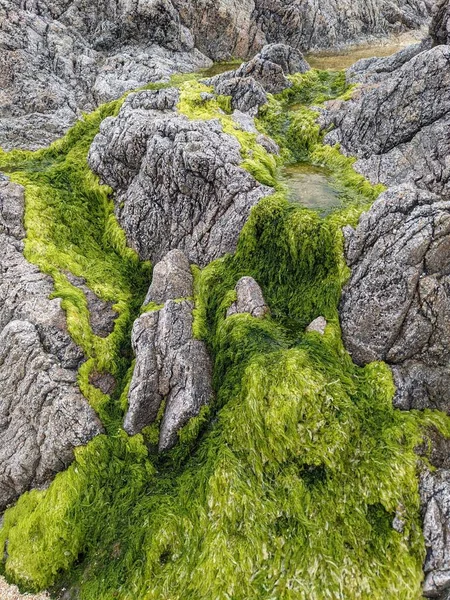 Скалы Зеленым Мхом Берегу Моря — стоковое фото