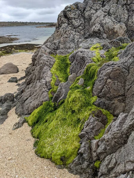 Rocks Green Moss Seashore — Φωτογραφία Αρχείου