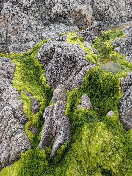 Deniz kıyısında yeşil yosunlu kayalar