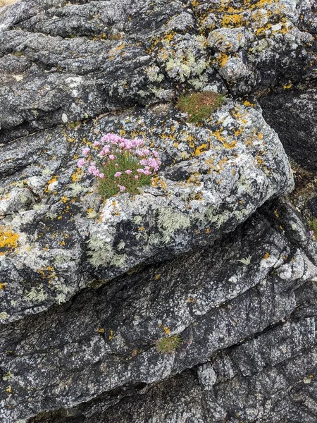 Deniz Kenarındaki Kayalarda Yetişen Pembe Çiçekler — Stok fotoğraf