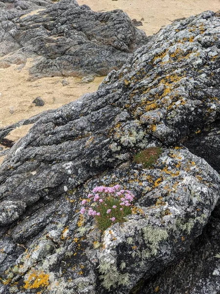 Deniz kenarındaki kayalarda yetişen pembe çiçekler.