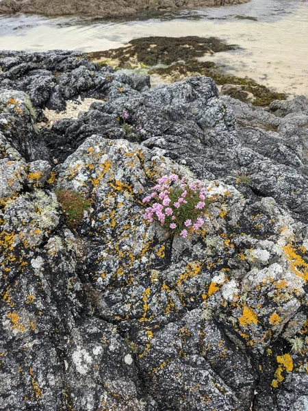 Pink Flowers Grows Rocks Sea — Stok fotoğraf