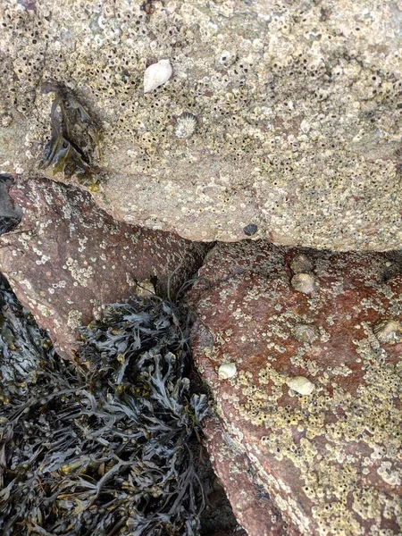 View Stones Seaweed Natural Background — Stockfoto