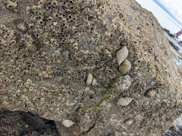 Deniz taşlarının taş dokusu.